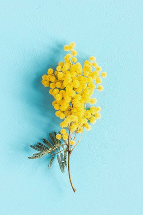 BOX FESTA DELLA DONNA